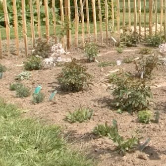 roser planting roser planting